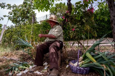 Hasır şapkalı yaşlı adam kütüğün üzerinde oturmuş sebze kesiyor.