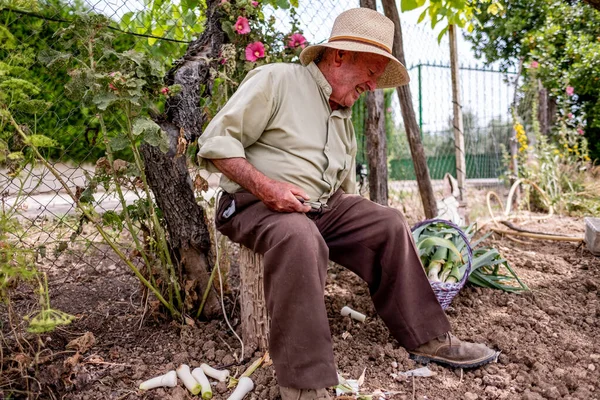 Vecchio Con Cappello Paglia Che Taglia Verdure Seduto Tronco — Foto Stock