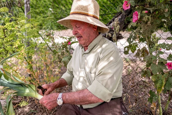 Vecchio Con Cappello Paglia Che Taglia Verdure Seduto Tronco — Foto Stock