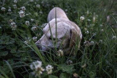 Beyaz labrador toplayıcısı çimlerin arasında ve çiçekleri kokluyor.