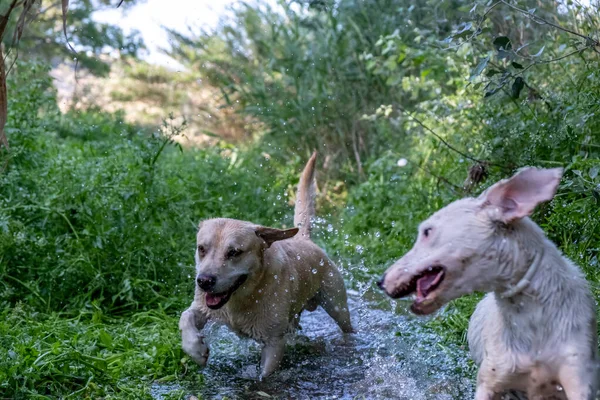 Sazlıklar ve uzun yeşil otlarla çevrili bir derede oynayan ve koşan iki beyaz köpek.