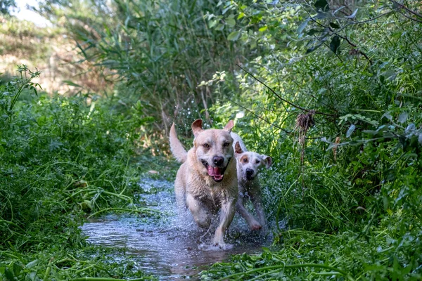 Sazlıklar ve uzun yeşil otlarla çevrili bir derede oynayan ve koşan iki beyaz köpek.