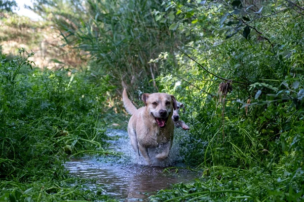 Uzun yeşil otlarla çevrili bir dereden akan beyaz labrador.