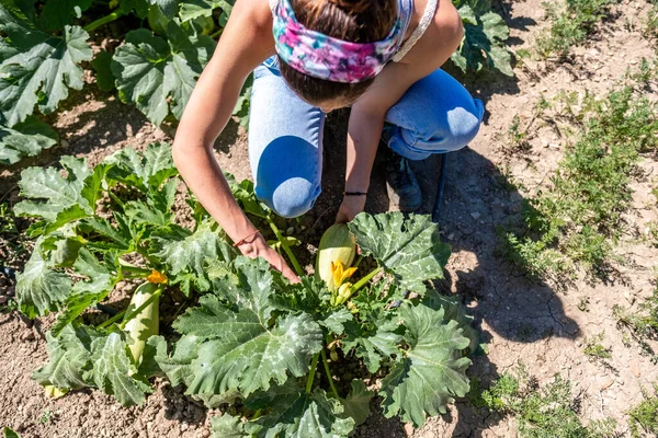 Giovane Donna Latina Con Dungaree Velo Raccogliendo Zucchine Dal Giardino Foto Stock Royalty Free