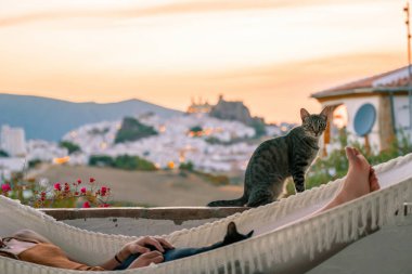 Kahverengi gri kedi arka planda kasabanın olduğu korkuluğun kenarından kameraya bakıyor.