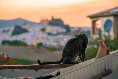 Kahverengi gri kedi bir korkuluğun kenarından ufka bakıyor.