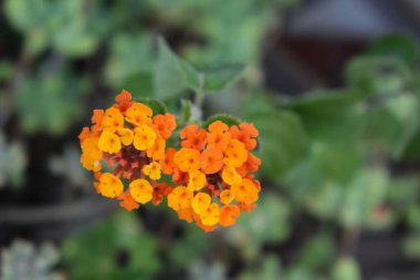 Baharda açan portakal çiçekleri