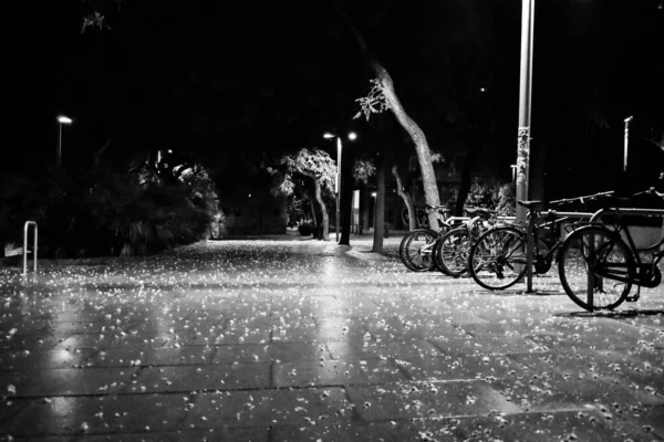 Lege Straat Nachts Met Bloemblaadjes Grond Het Najaar Zwart Wit — Stockfoto