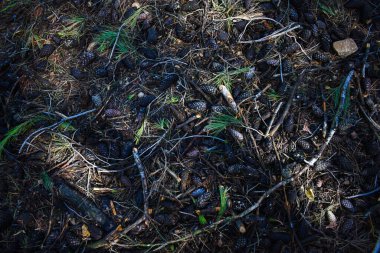 Çam ve ağaç dallarının arkaplanı bahar boyunca yere düştü, metin için boşluk