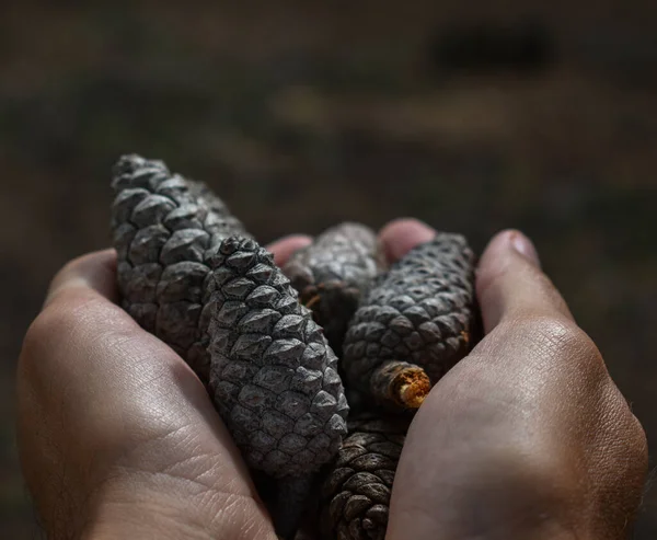 Mãos Segurando Alguns Pinecone Floresta — Fotografia de Stock