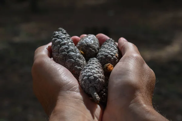 Hands Holding Few Pinecone Forest — Stock Photo, Image