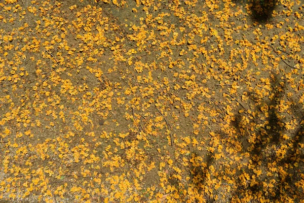 Gelbe Blüten Des Tipuana Baumes Die Frühling Auf Den Boden — Stockfoto