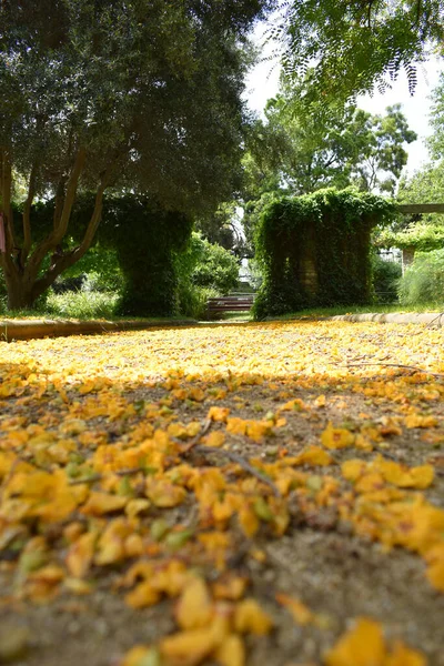 Κίτρινα Λουλούδια Του Δέντρου Tipuana Πεσμένα Στο Έδαφος Την Άνοιξη — Φωτογραφία Αρχείου
