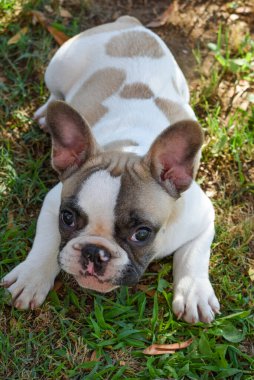 Fransız buldog köpeği çimlerin üzerinde dinleniyor.