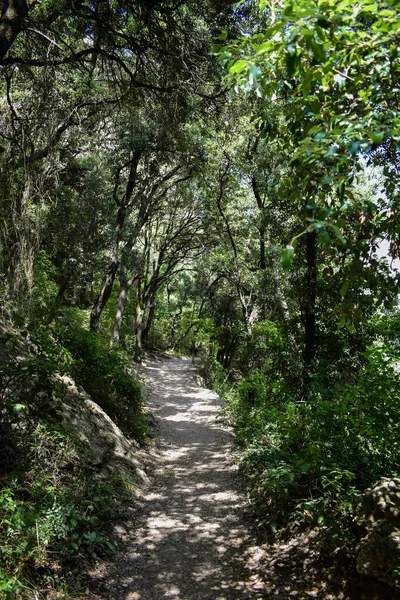 İnce yeşil ağaçlı doğa yolu