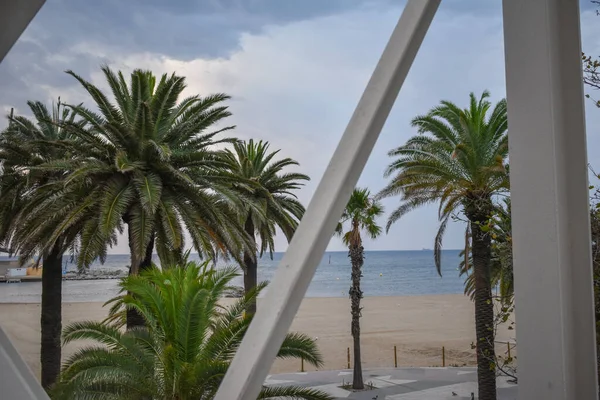Palmeras Playa Barcelona — Foto de Stock