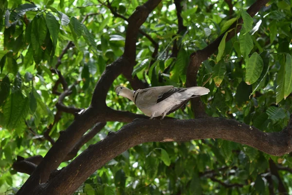 Tourterelle Grise Noire Reposant Sur Les Branches Arbre — Photo