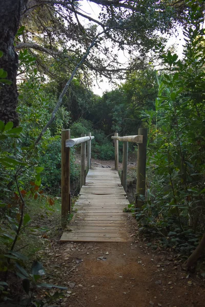 Mały Drewniany Most Środku Zielonego Lasu — Zdjęcie stockowe