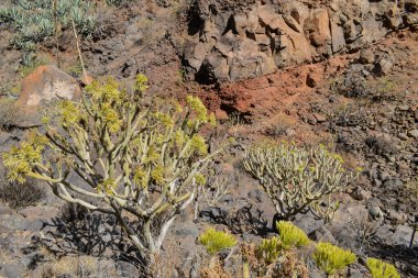 Kuru ve volkanik alanlarda yetişen tipik Kanarya bitkisi..