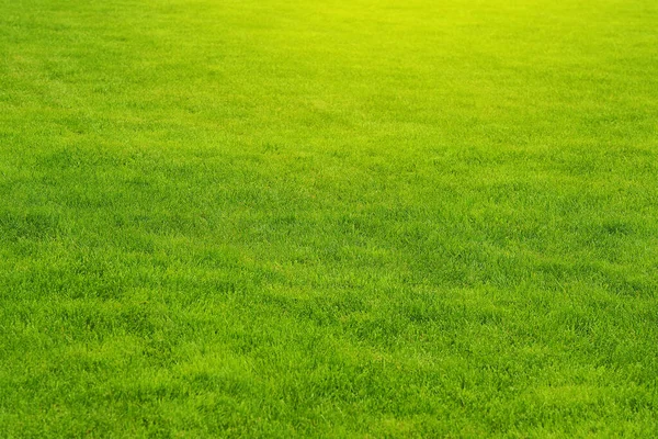 Mowed green lawn. Landscaping. Grass