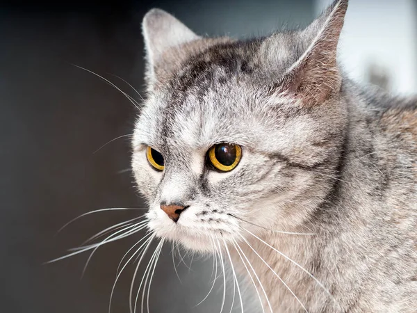 A gray cat with a mustache and yellow eyes is seriously looking and angry