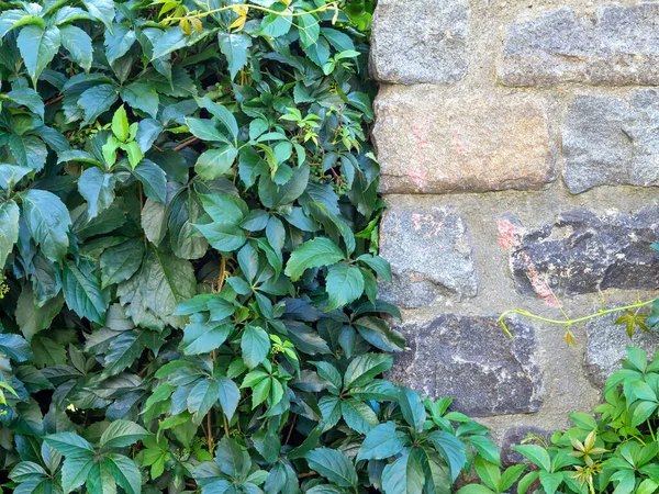Old stone wall in green leaves