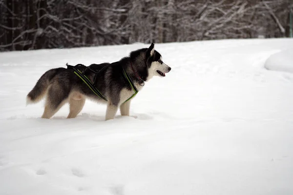 Husky breed dog in a harness on snow in the forest
