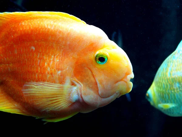 a yellow fish in the aquarium