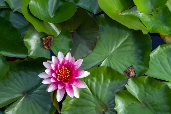 thickets of water lilies with bright flowers. Summer and water flowers