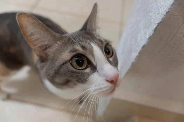 Gato Casa Colocando Sua Atenção Para Algo — Fotografia de Stock