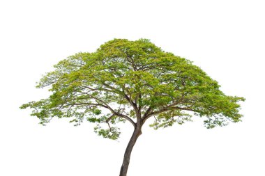 Beyaz arka planda yeşil yapraklı Büyük Chamchuri Ağacı