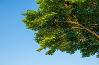 Yeşil ağaçlar ve açık mavi gökyüzü güneşli bir günde.