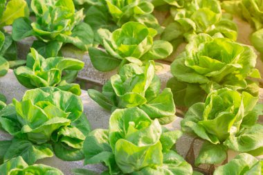 Butterhead marulu, hidroponik marul, topraksız sularda bitki yetiştirmek, serada tarım, zehirli olmayan sebzeler, hidroponik sistemler / bahçelerde yetişen yeşil marul salatası