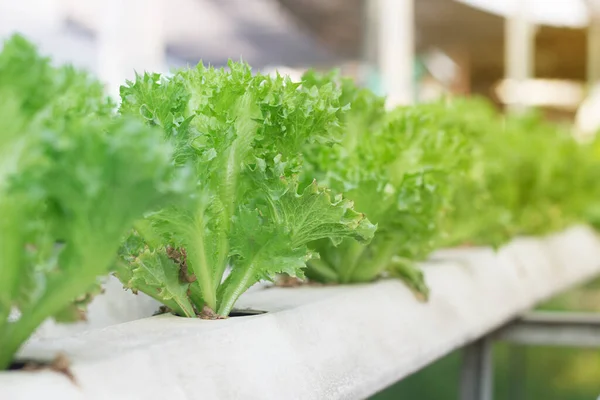 Green oak salad, hydroponic grown