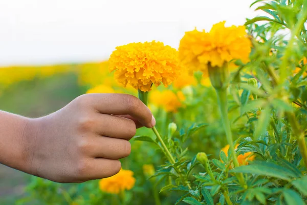 Sarı el çiçekleri kadife çiçekleri, sarı çiçekler, yeşil saplar olarak adlandırılır..