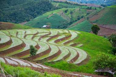 Pirinç tarlalarının manzarası