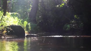 Vadilerde büyük su dereleri ve Tayland 'da sabah güneşi.