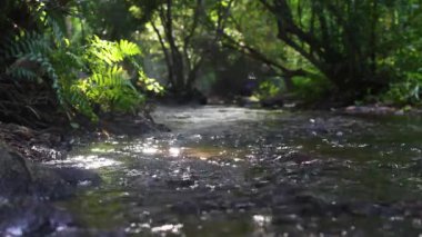 Vadideki şelaleden akan dere ve Tayland 'daki sabah güneşi..