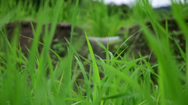 緑の田んぼが畑を吹き抜ける風から動き出した 米作り — ストック動画