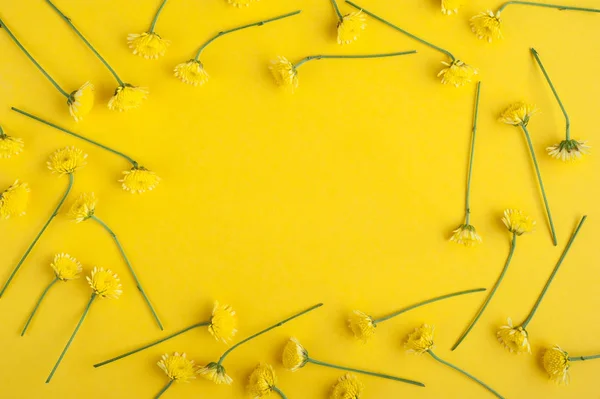 Fondo amarillo con crisantemo —  Fotos de Stock