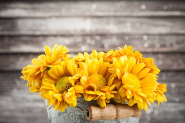 Ahşap arka plan üzerinde teneke tencerede altın Sarı Krizantem, yakın çekim. Metin için yer kopyalayın