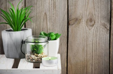 Succulents ve eski ahşap arka plan 