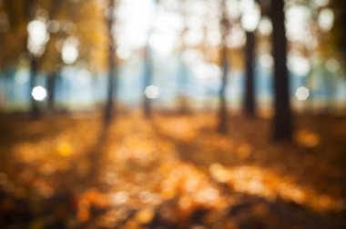 Flu arka plan Park, güneş ışığı sarı kırmızı ağaçlarda bulanık.