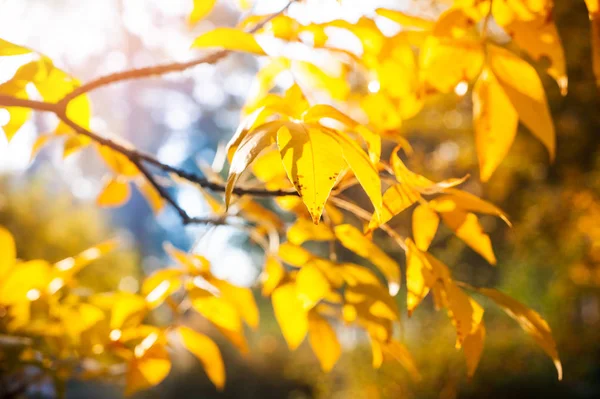 Fundo Outonal Parque Árvores Vermelhas Amarelas Luz Sol — Fotografia de Stock