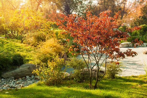 Автономний Фон Парку Жовті Червоні Дерева Сонячному Світлі — стокове фото