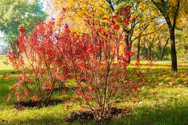 秋季背景公园 在阳光下的黄红色树 — 图库照片
