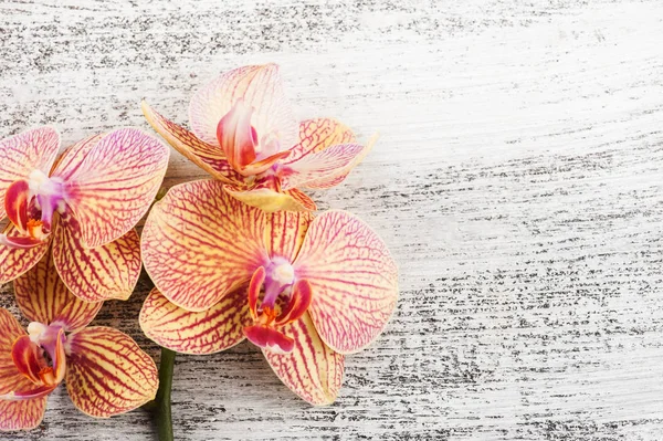 Red Orange Orchids Wooden Background Copy Space — Stock Photo, Image