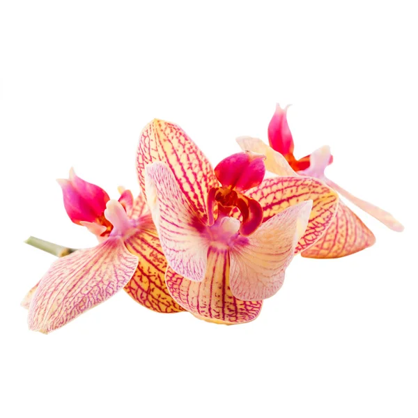 Orchidées Rouges Orange Isolées Sur Fond Blanc — Photo