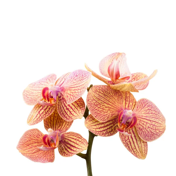 Red Orange Orchids Isolated White Background — Stock Photo, Image