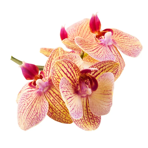 Red Orange Orchids Isolated White Background — Stock Photo, Image